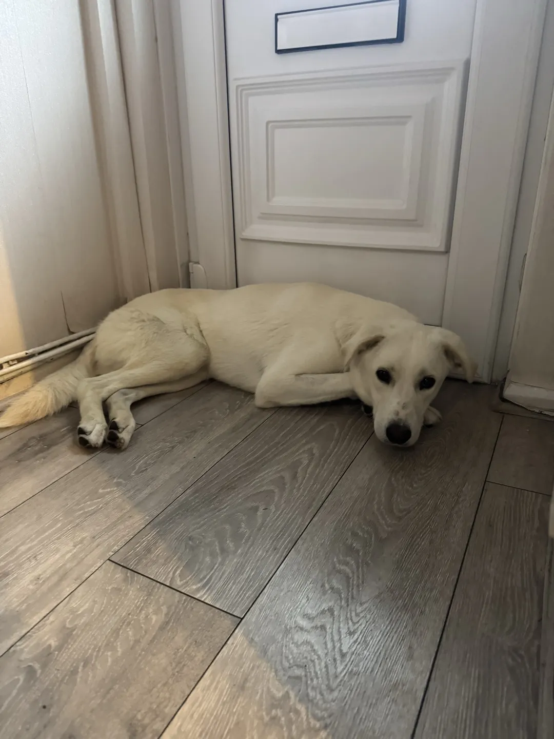 Barnie lying against the front door the next morning, chin on his paws, looking up at the camera