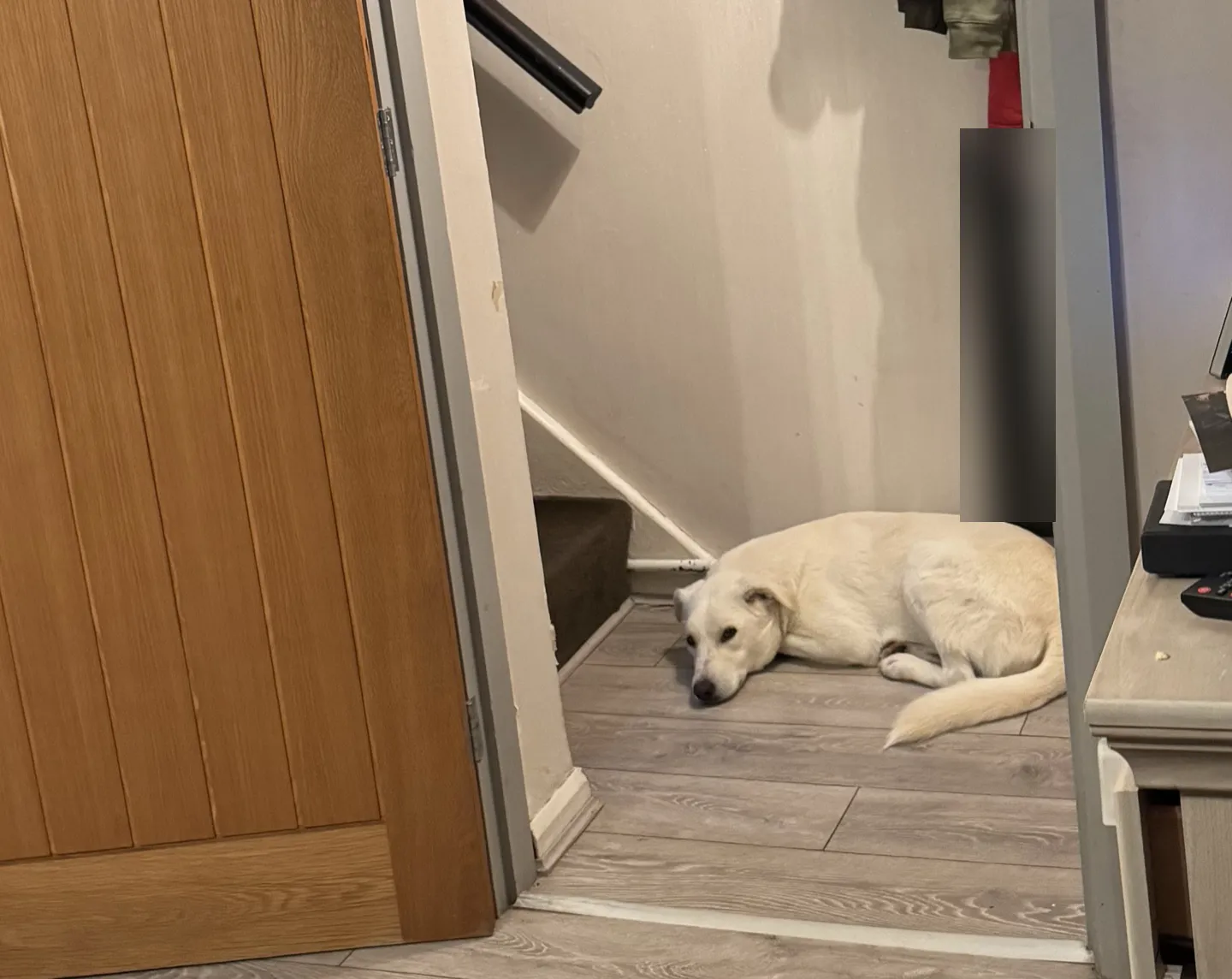 Barnie curled up on the hallway floor at the foot of the stairs, his tail wrapped around him