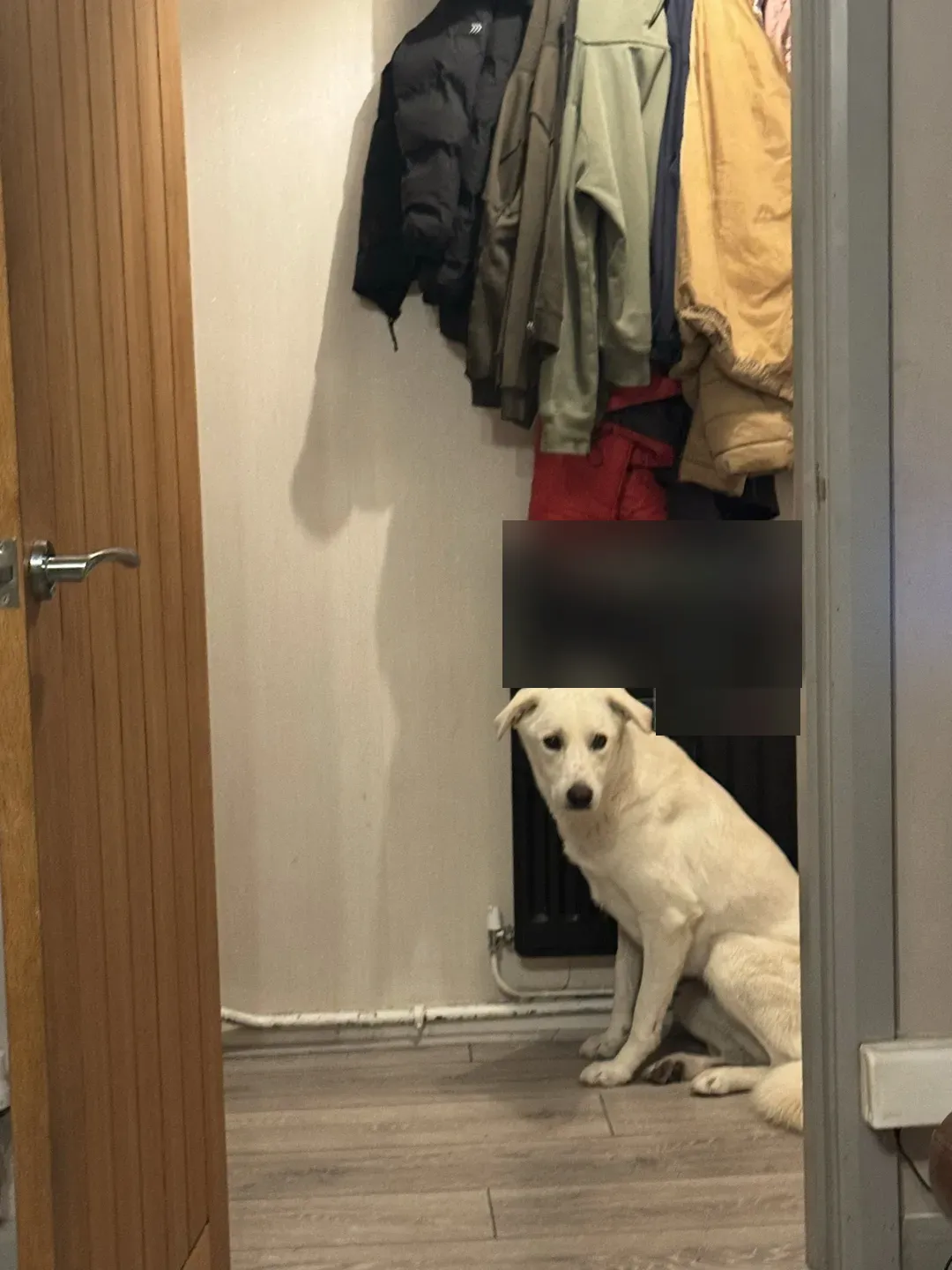 Barnie, a cream-coloured rescue dog, sitting by the hallway radiator and looking warily at the camera, minutes after arriving