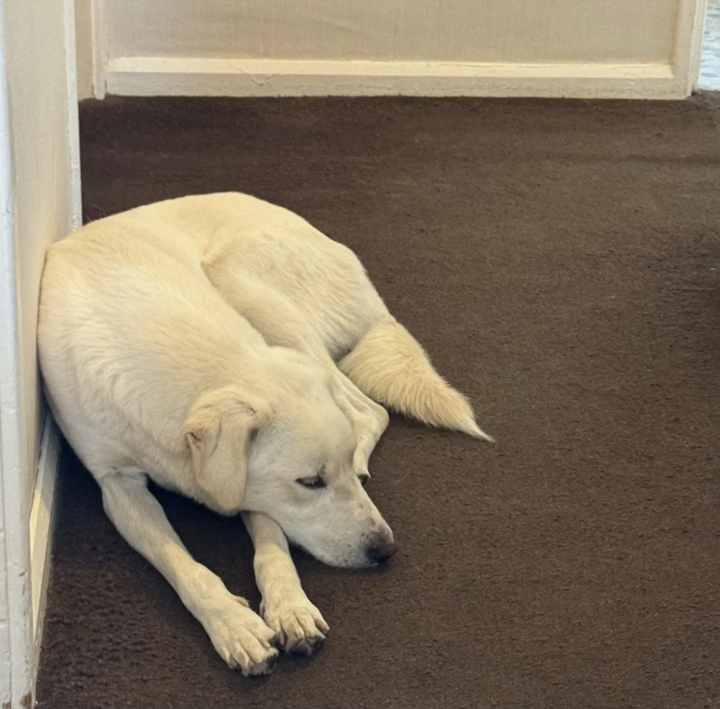 Barnie, a cream-coloured rescue dog, curled up in the corner of a carpeted landing, eyes half closed