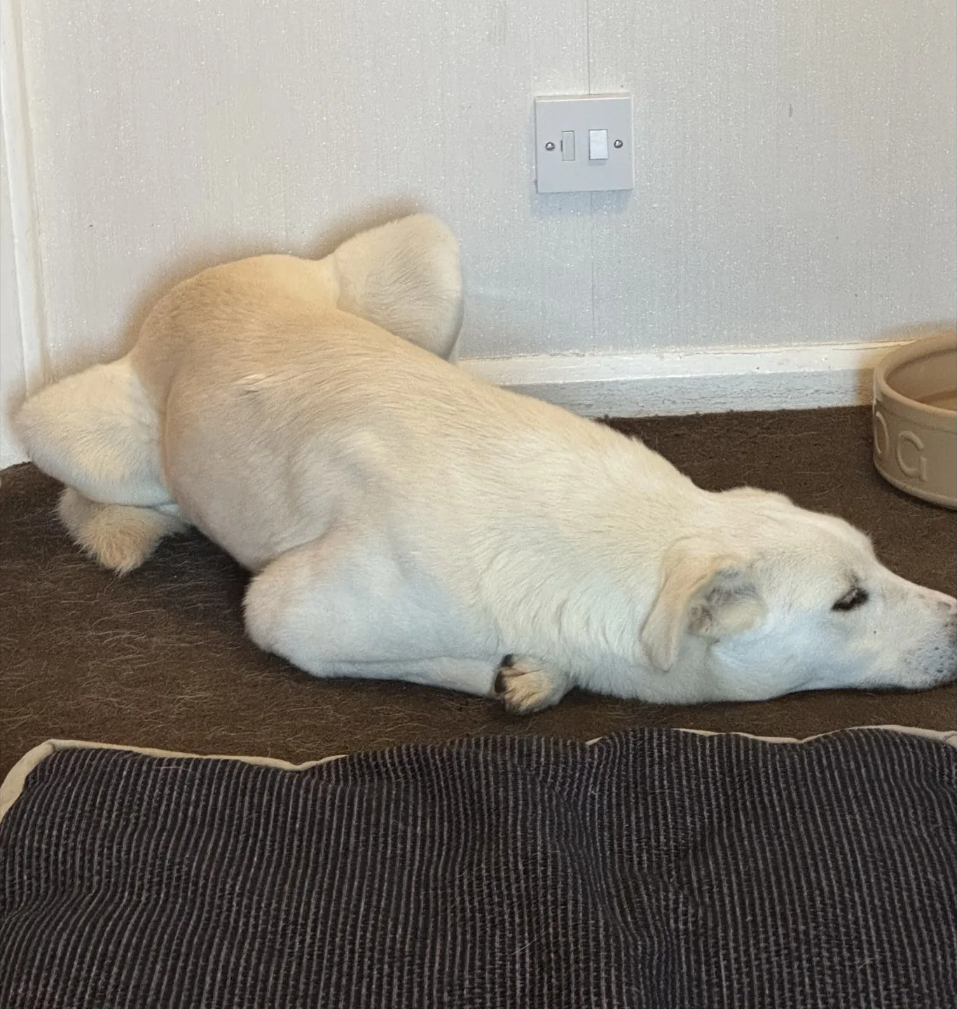 Barnie lying on the landing beside his food bowl, with his bed mat in front of him