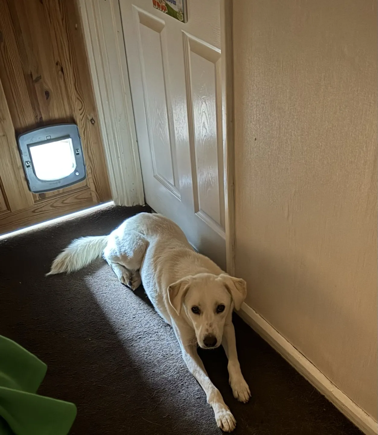 Barnie lying on the landing carpet near a door, looking up at the camera