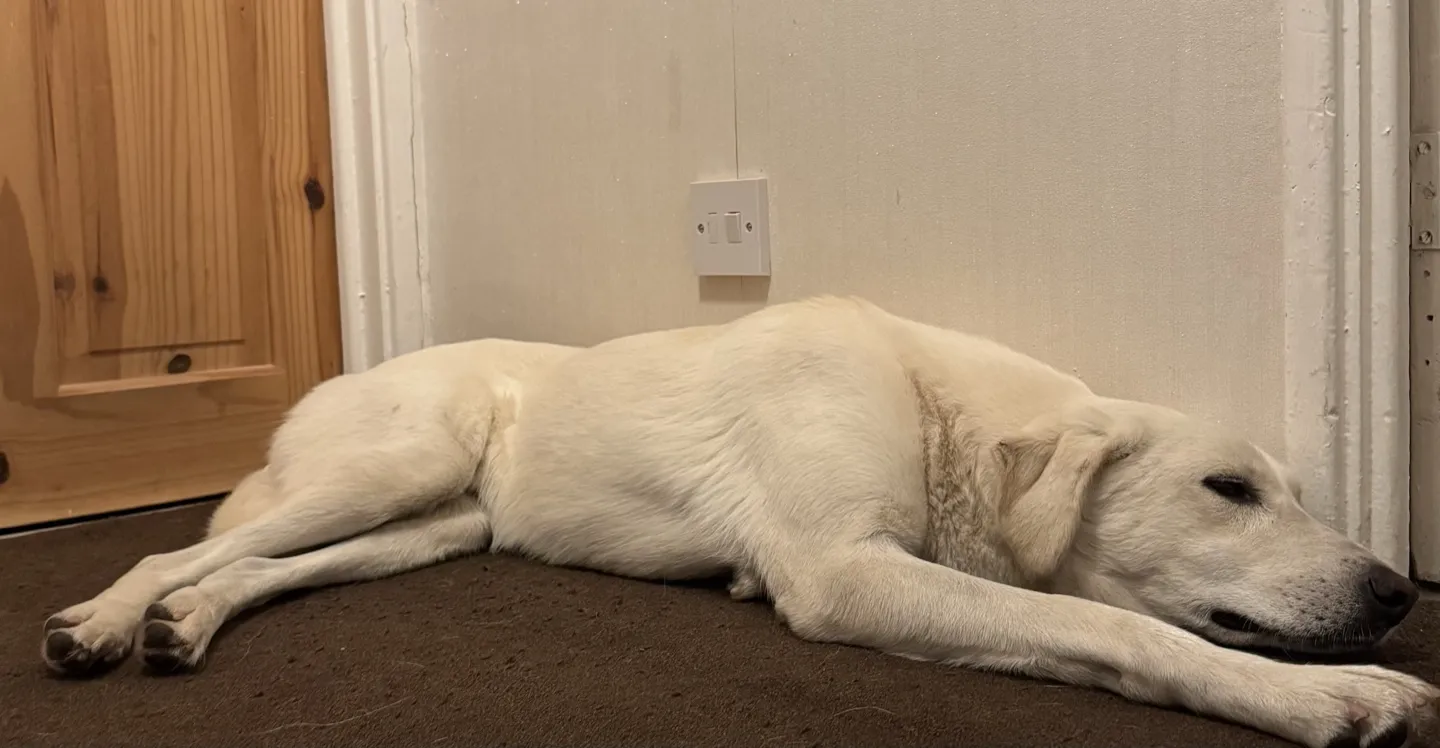 Barnie stretched out full length on the landing carpet, resting his head on the floor