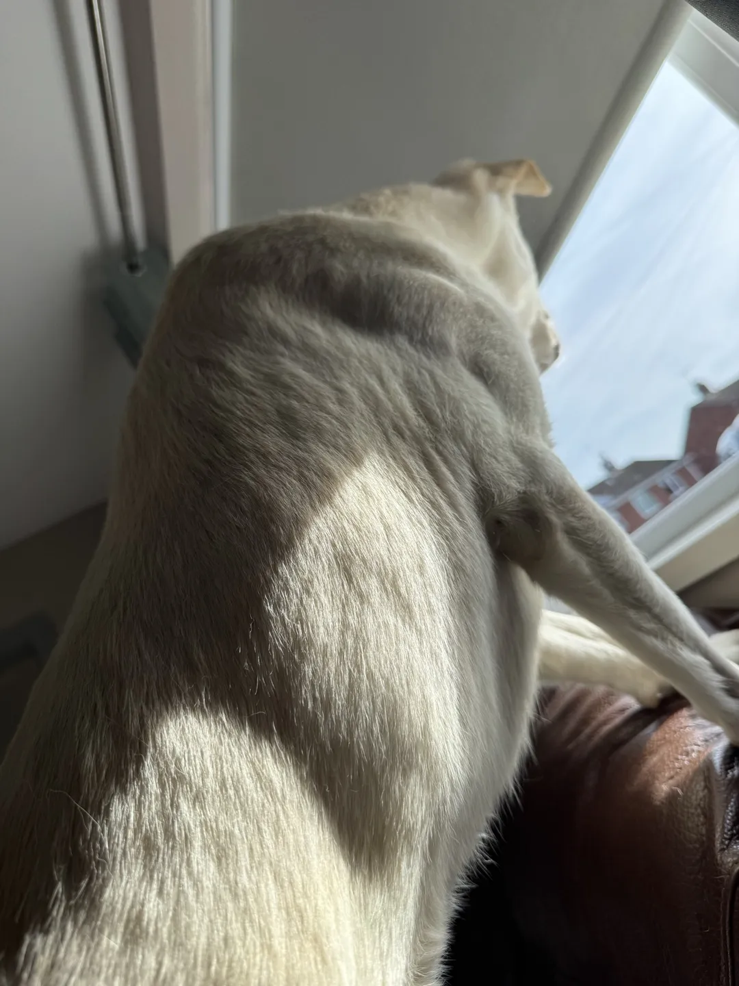 Barnie standing on the sofa with his front paws up, gazing out of a sunny window